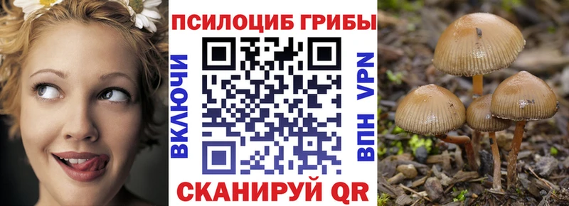 Купить  Купино  Псилоцибиновые грибы Psilocybe 